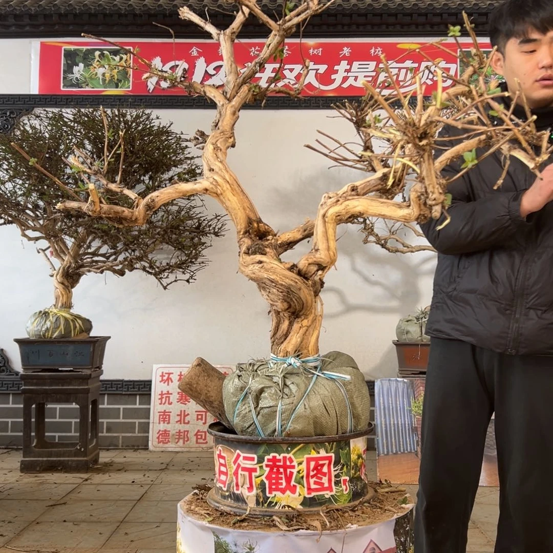 无花朵金银花开花25896552