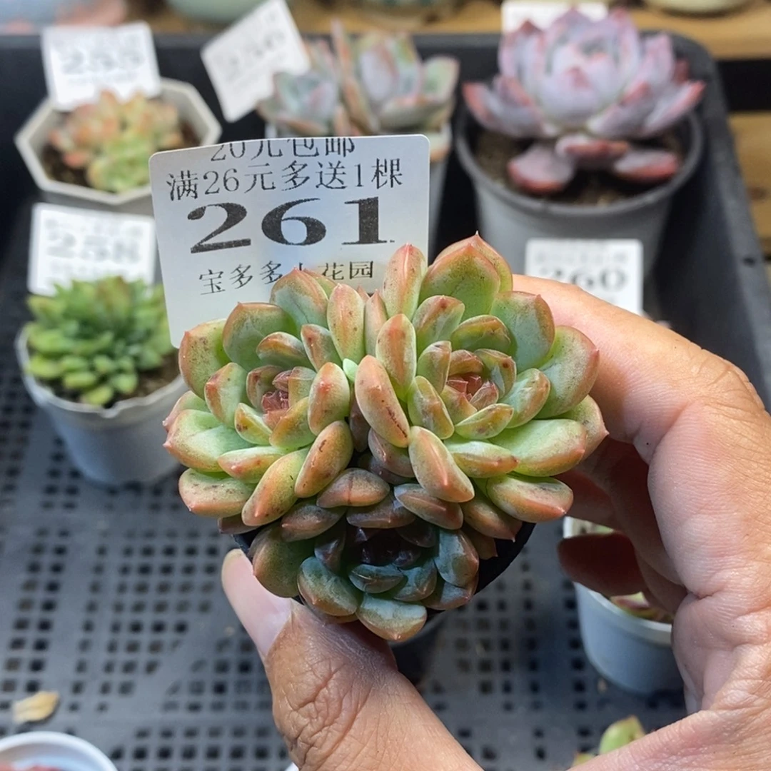 琴心三头一物一拍满20元包邮满26送一颗