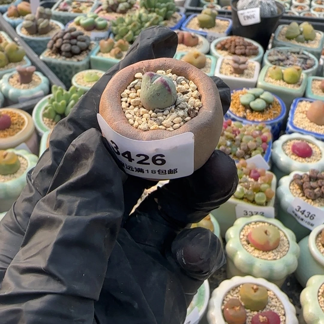 3462--一物一拍 带盆