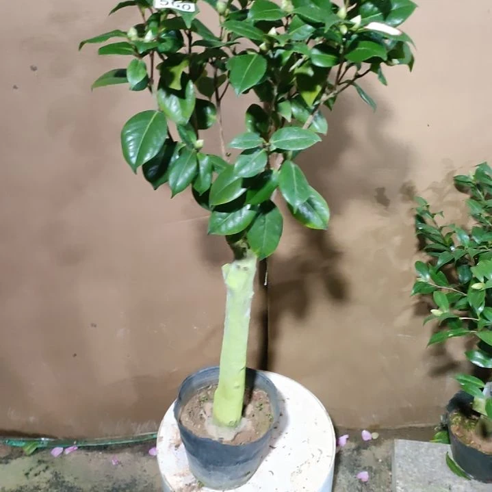 500白瑞奇，原盆原土发货，不包邮