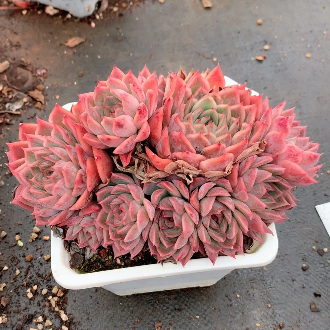 9395新年快乐发发发