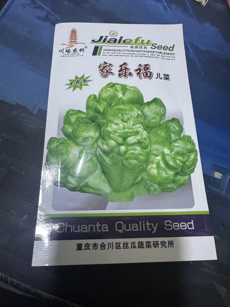 早中熟儿菜家乐福儿菜种植