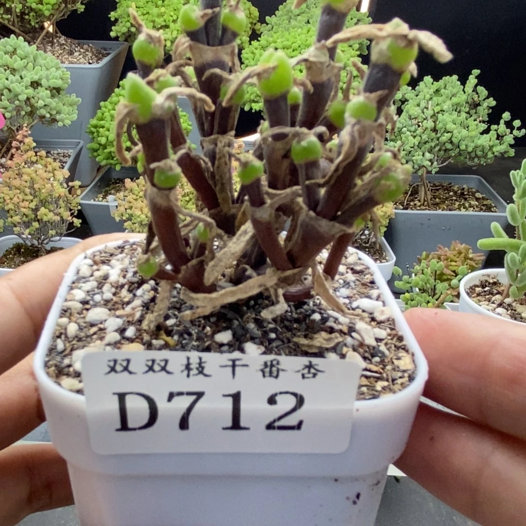 712枝杆兔子。