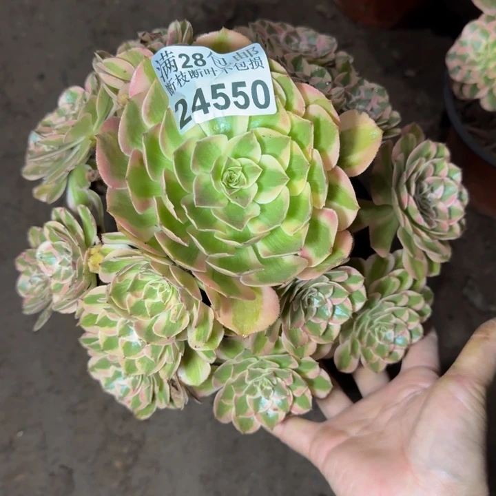 24550南云和多肉植物