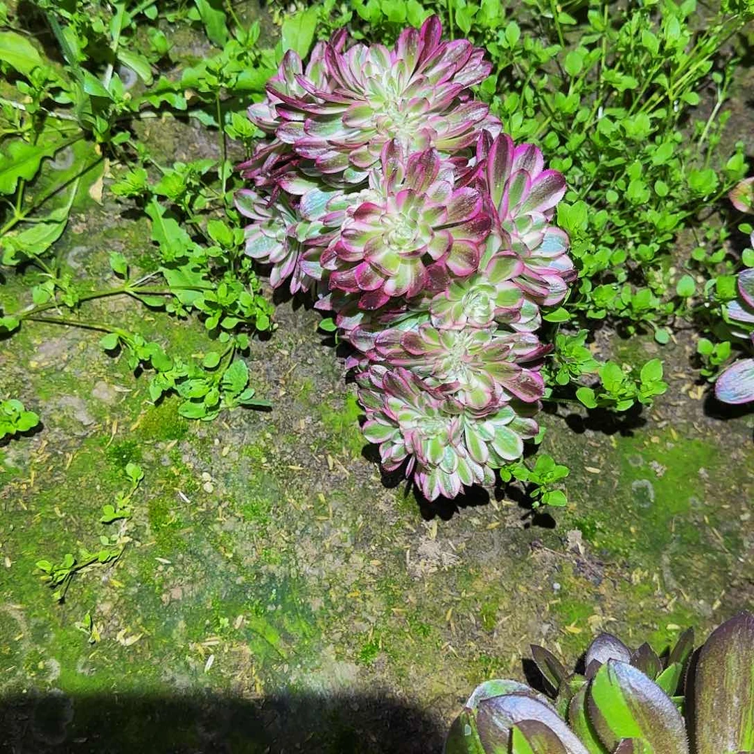 静***摊多肉植物清城缀化