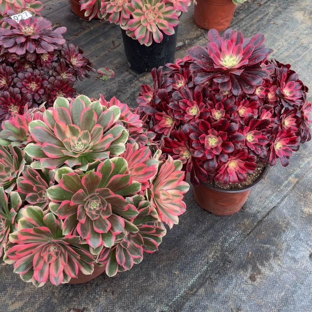 心*语021皇后➕美杜莎精品法师老桩