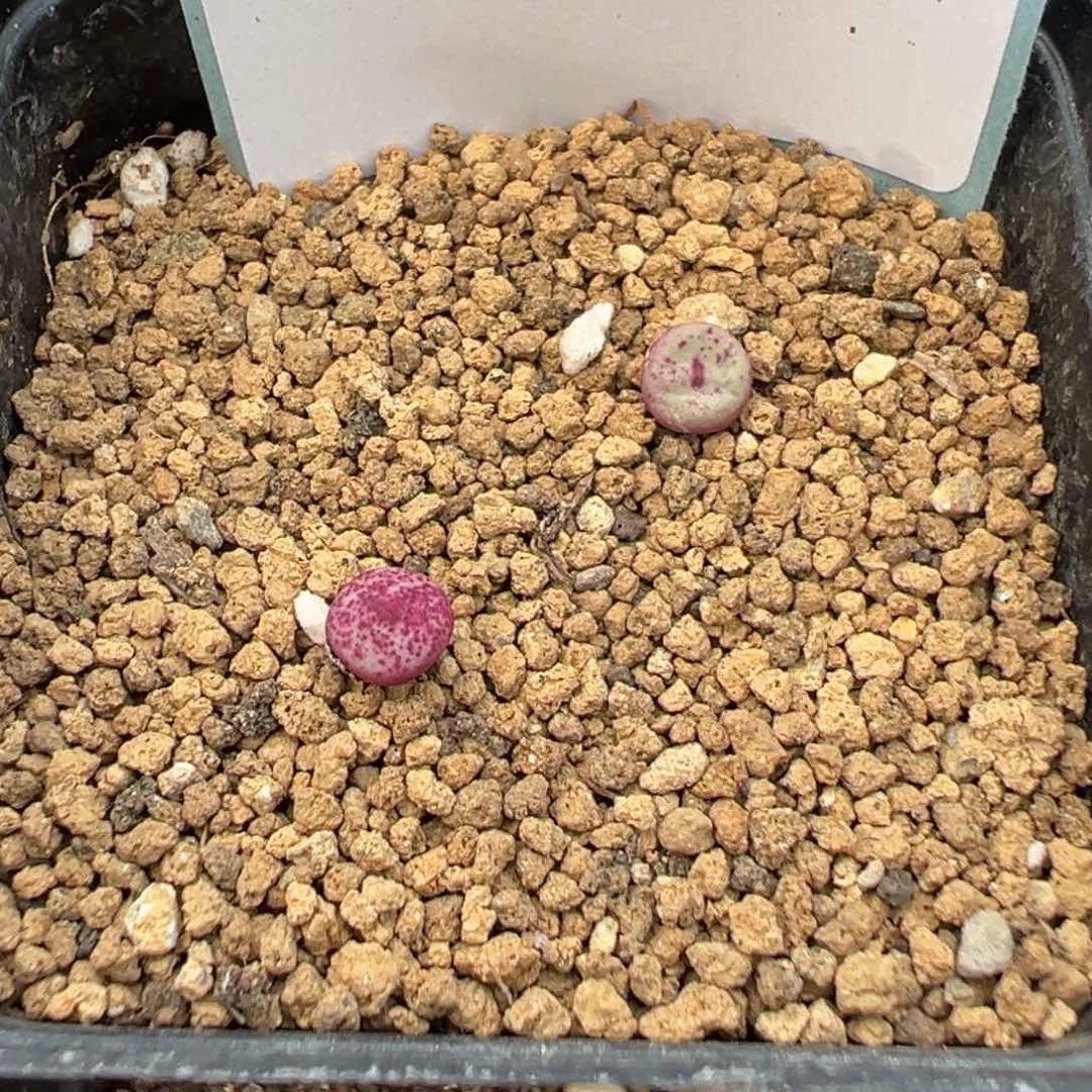 6-161肉锥多肉植物，