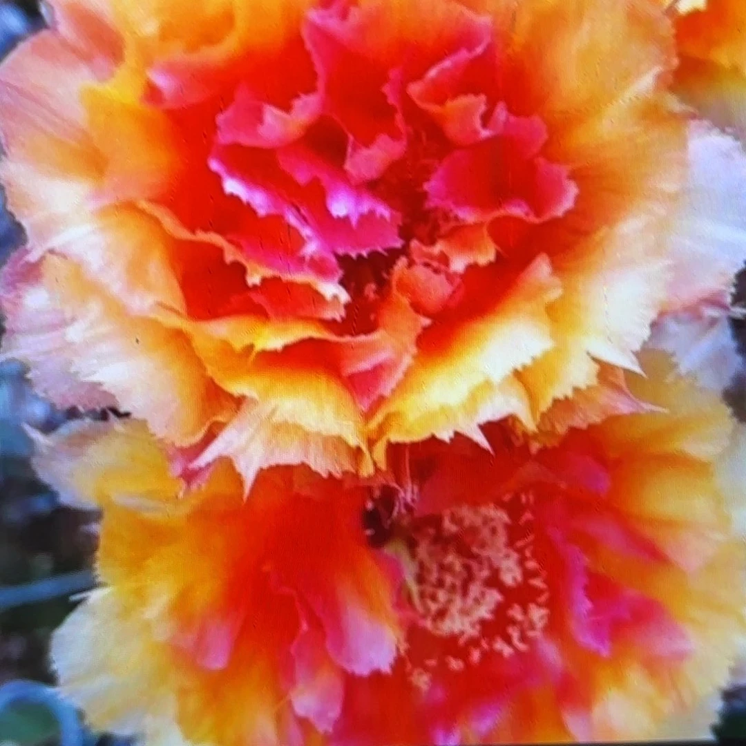 琉璃盏彩无根侧牙20包邮23