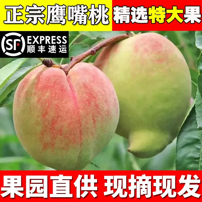 【顺丰包邮】正宗鹰嘴桃新鲜现摘脆甜多汁应季水果适合青芒大青芒