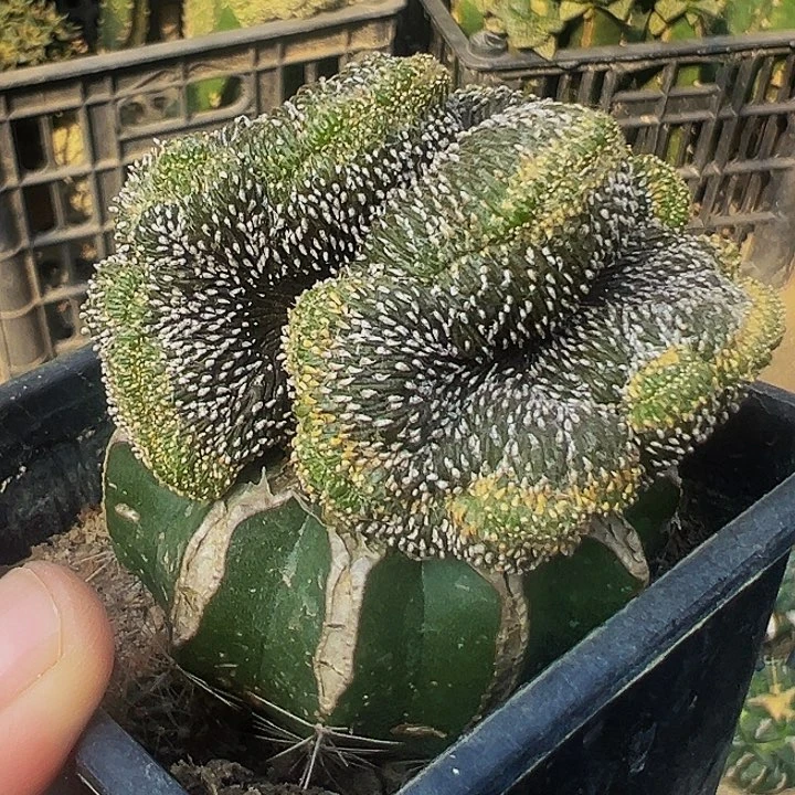 无花朵薄叶花笼缀化995