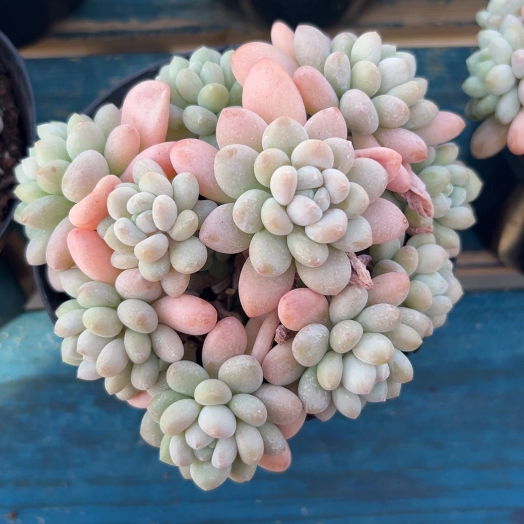 从前慢花园多肉精选编号1.3鱼子酱