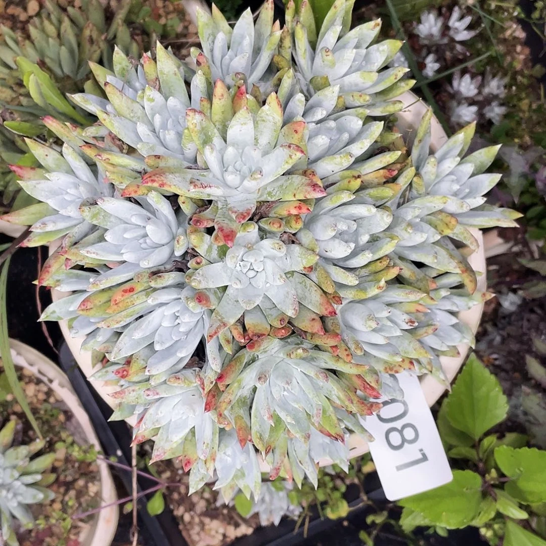 娃*鱼仙女杯老桩多头8081