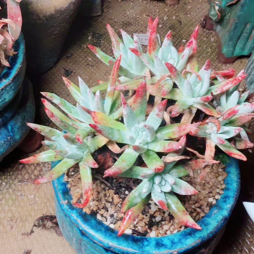 6580刘丹白菊多肉