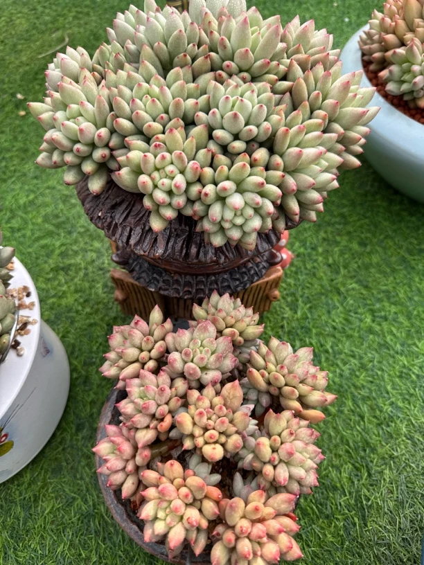 多肉植物岩字群老桩