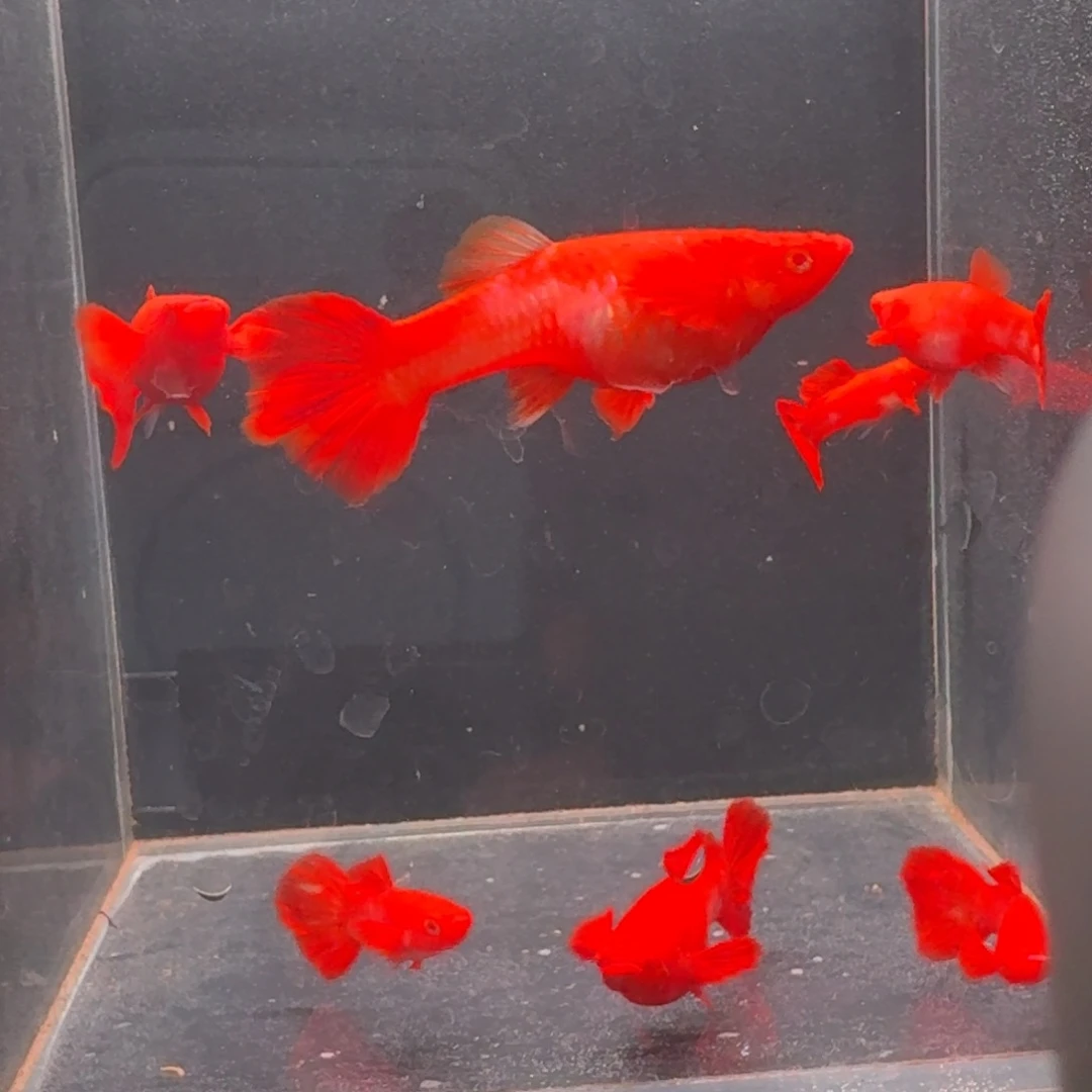 孔雀鱼通背包肚3对赠一母