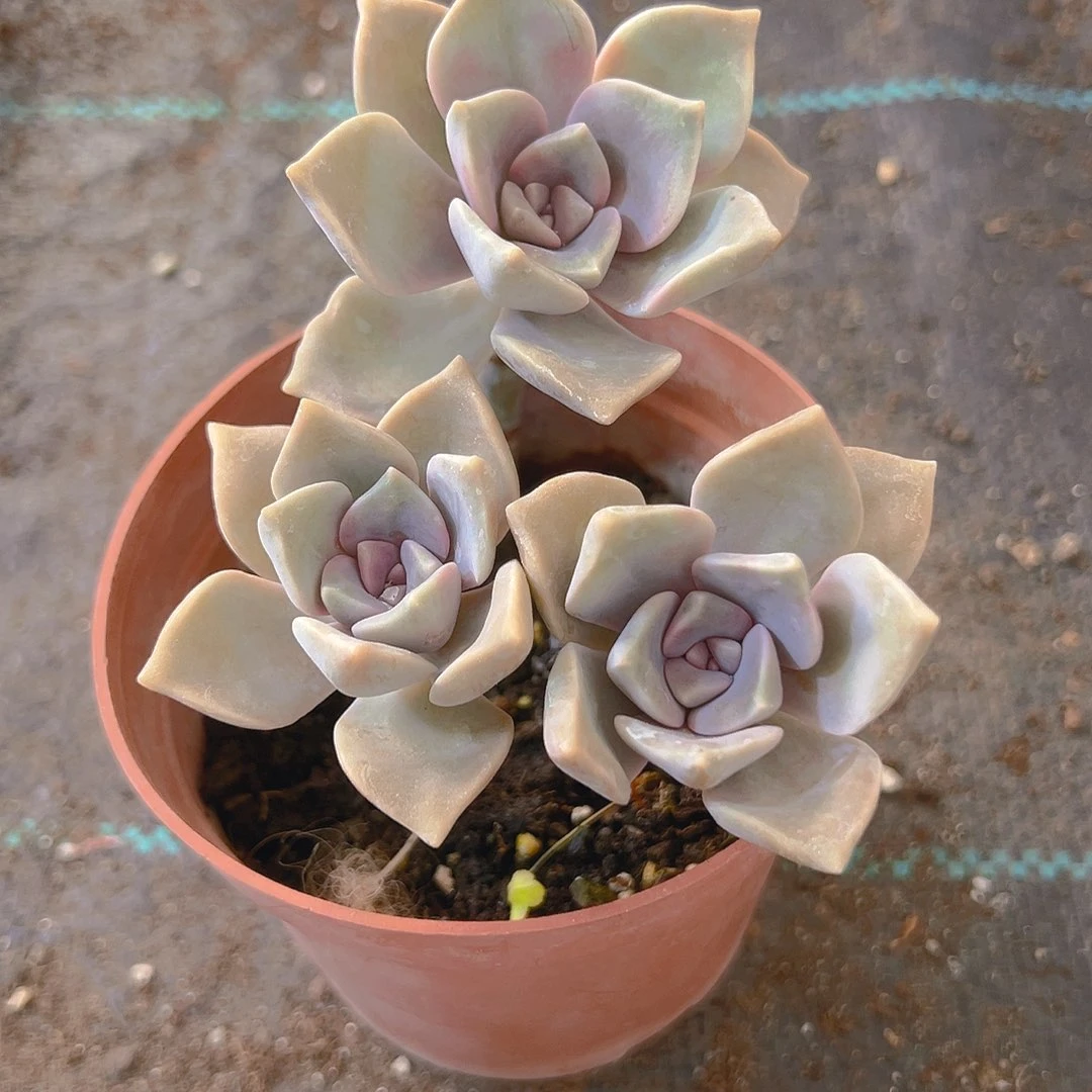 750紫乐，带盆带土发货