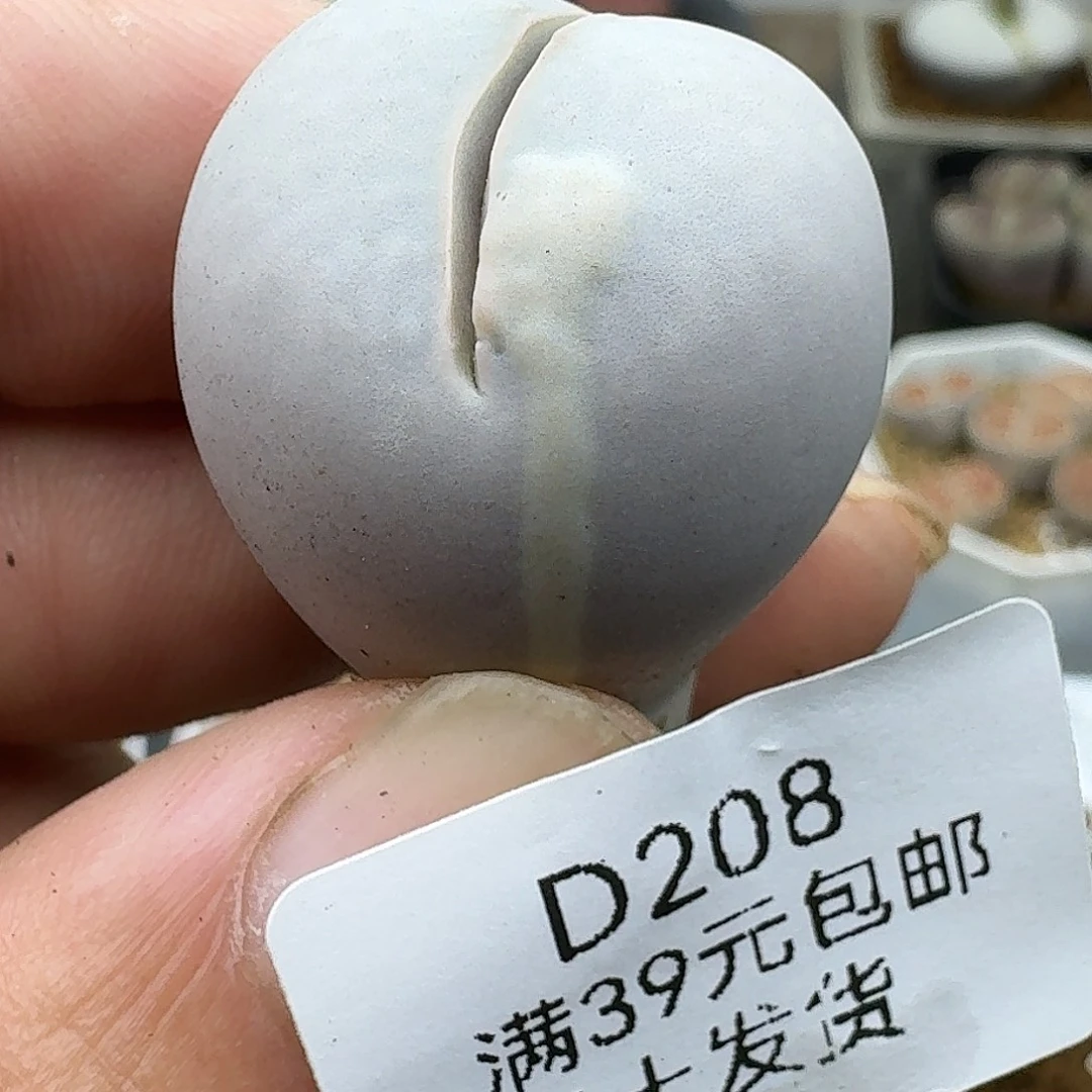 208多肉哈哈哈哈哈哈