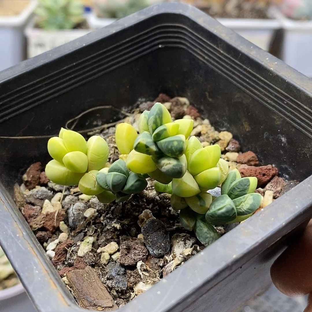 27199 鹿角海棠锦