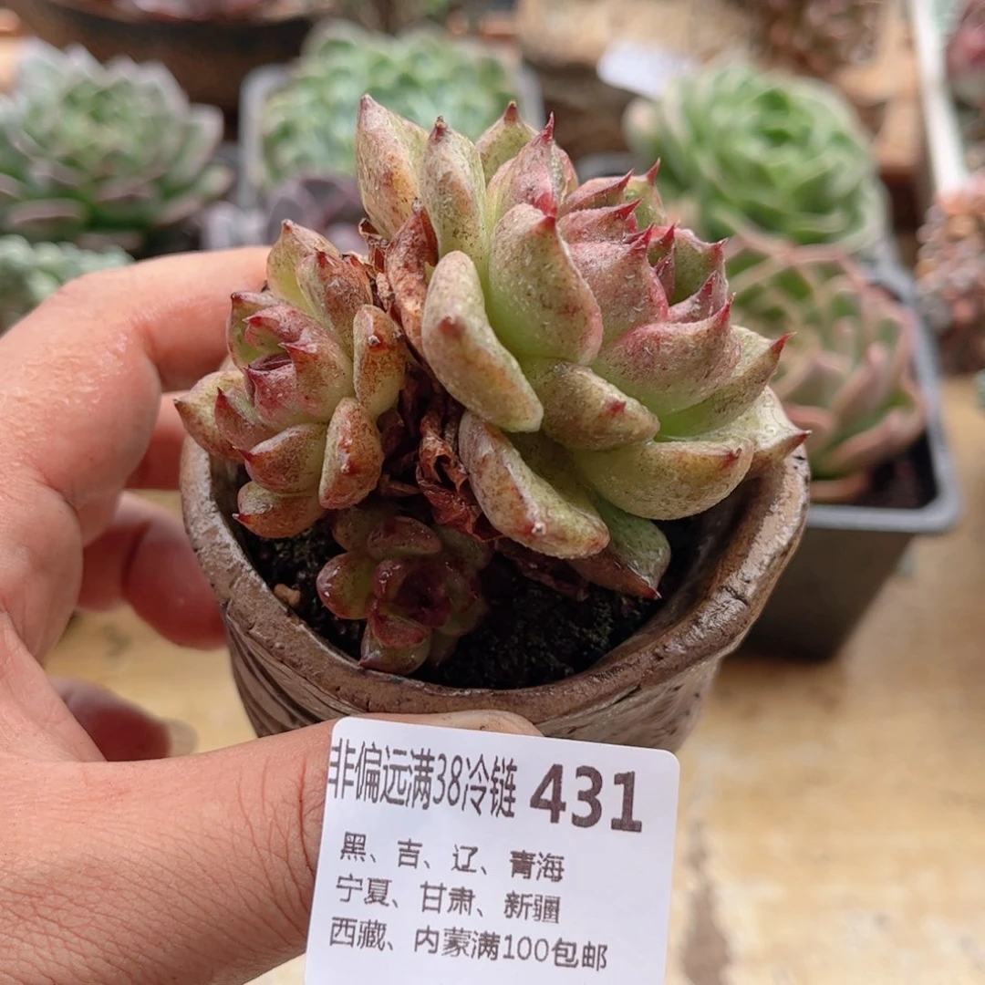 431黑水晶德华多肉