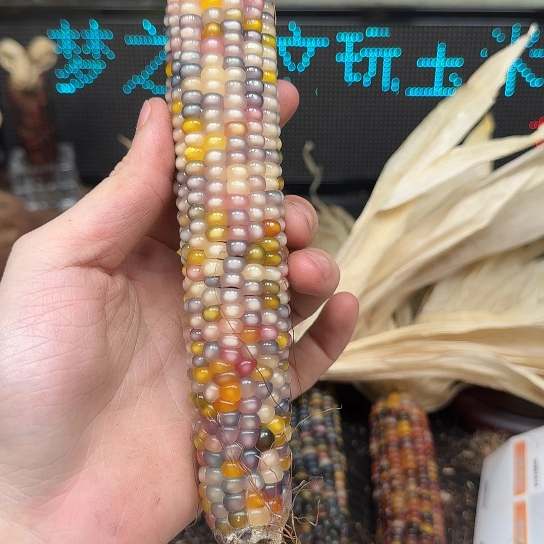 柏香籽/百香籽吊坠念*