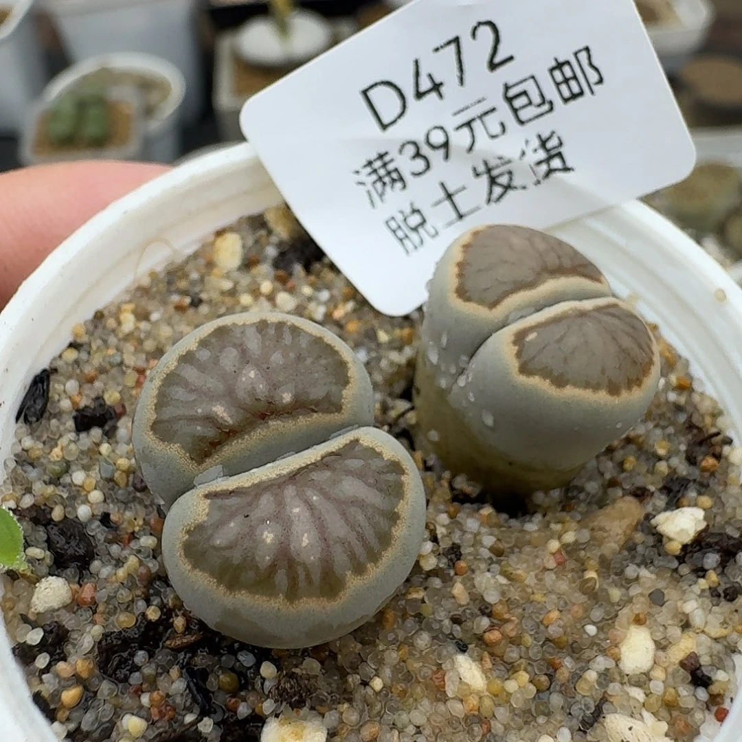 472多肉哈哈哈哈哈哈哈