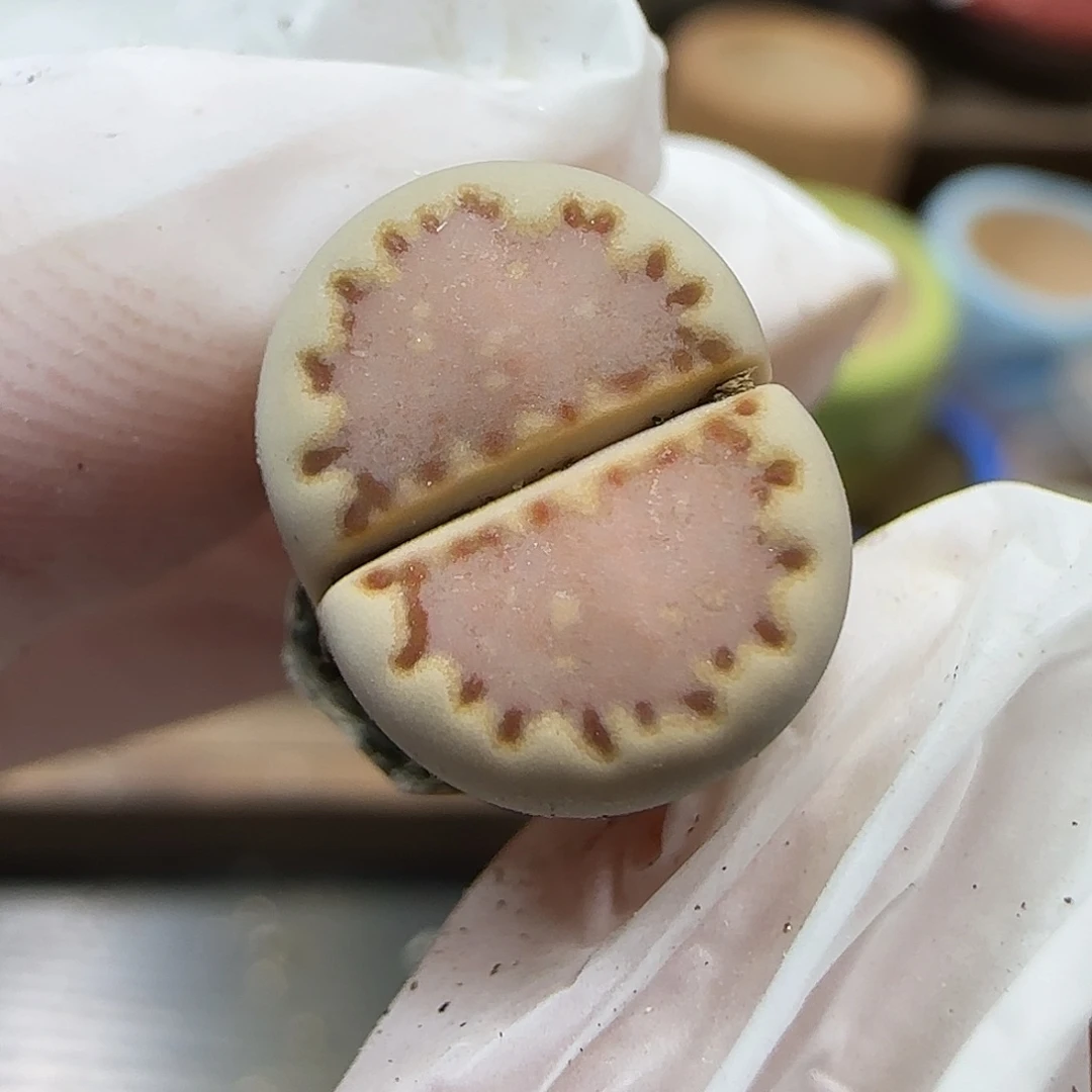 11.21.1621.013饼.9059尺寸1.3cm