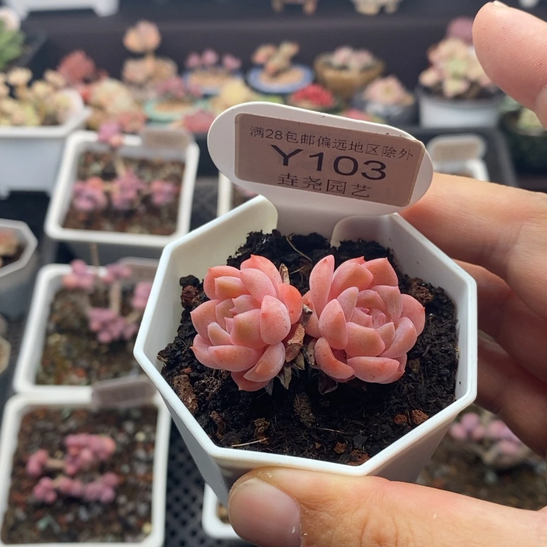 0103 粉冰魄 4.5cm