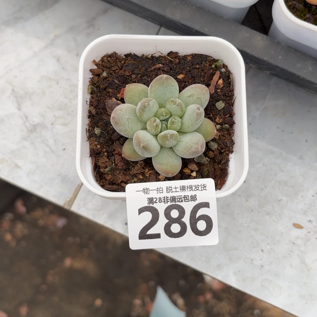 森林之心单头无盆土发货