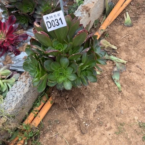 031枚金玫瑰不包断枝