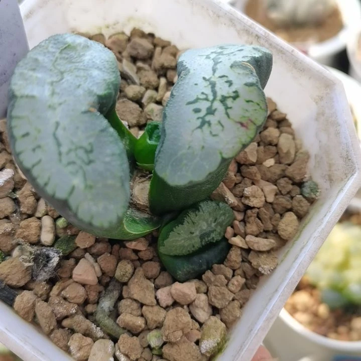 267号蓝翼玉扇底座带2苗一物一拍带盆土发货