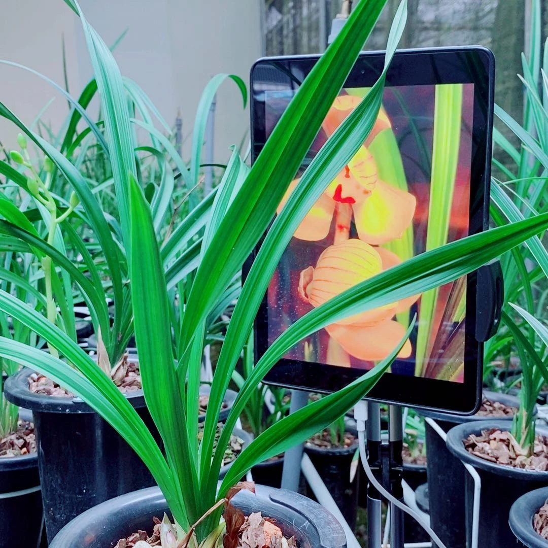 完全开放兰花国兰