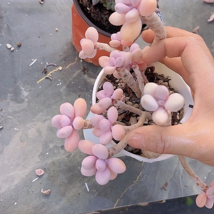 桃蛋0586多肉植物