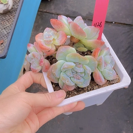 夜**兰1126多肉植物老桩