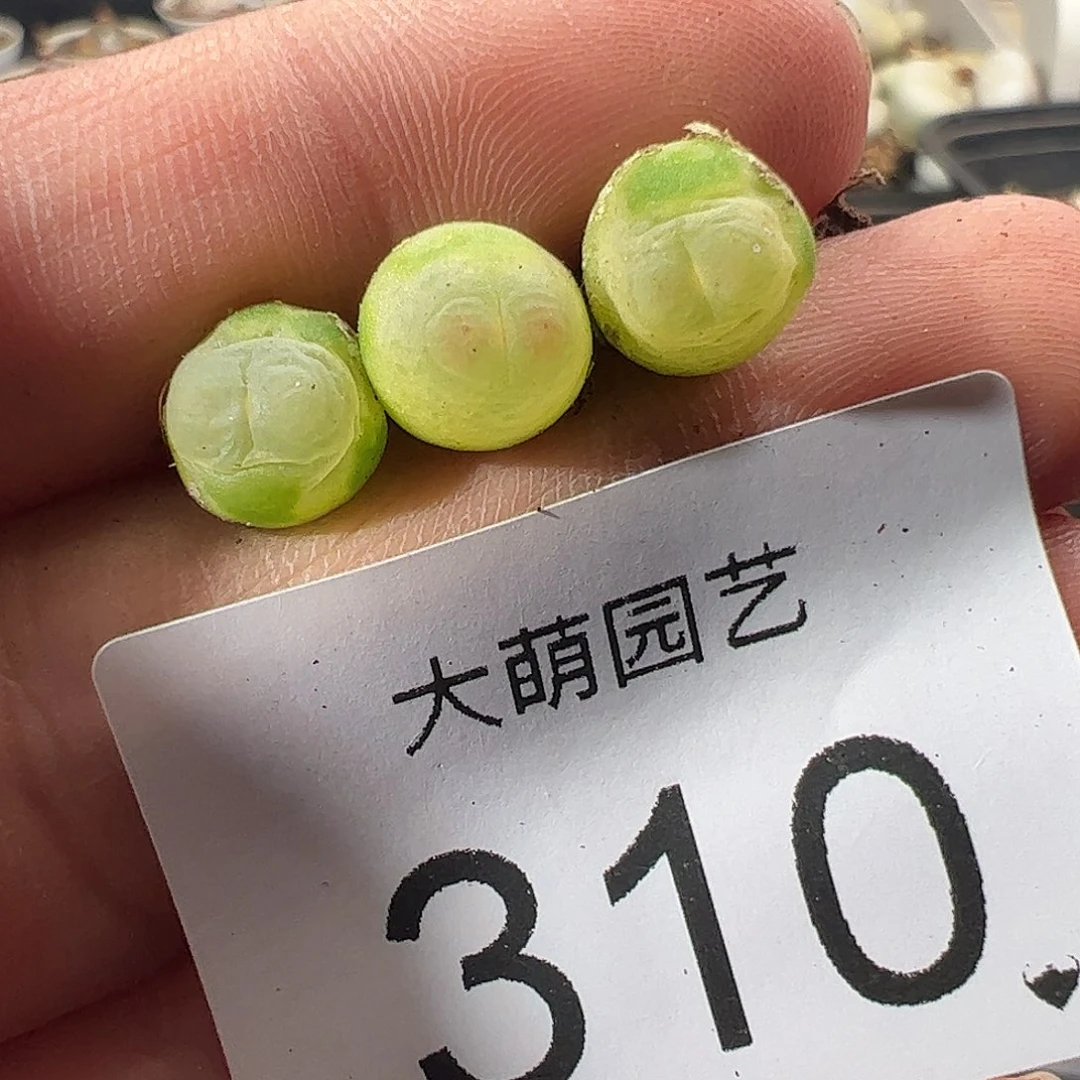 一物一拍。     310