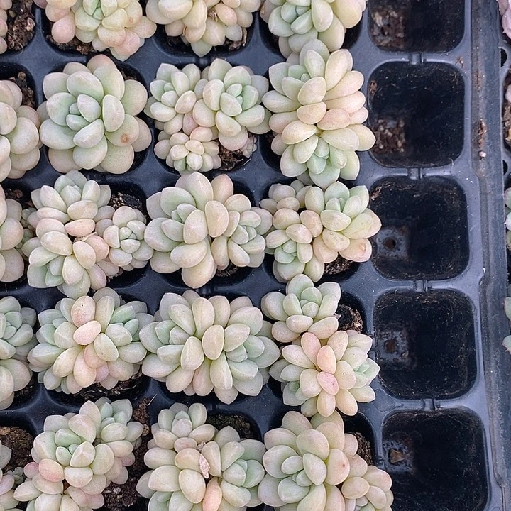 144 多肉植物盆栽花卉植物