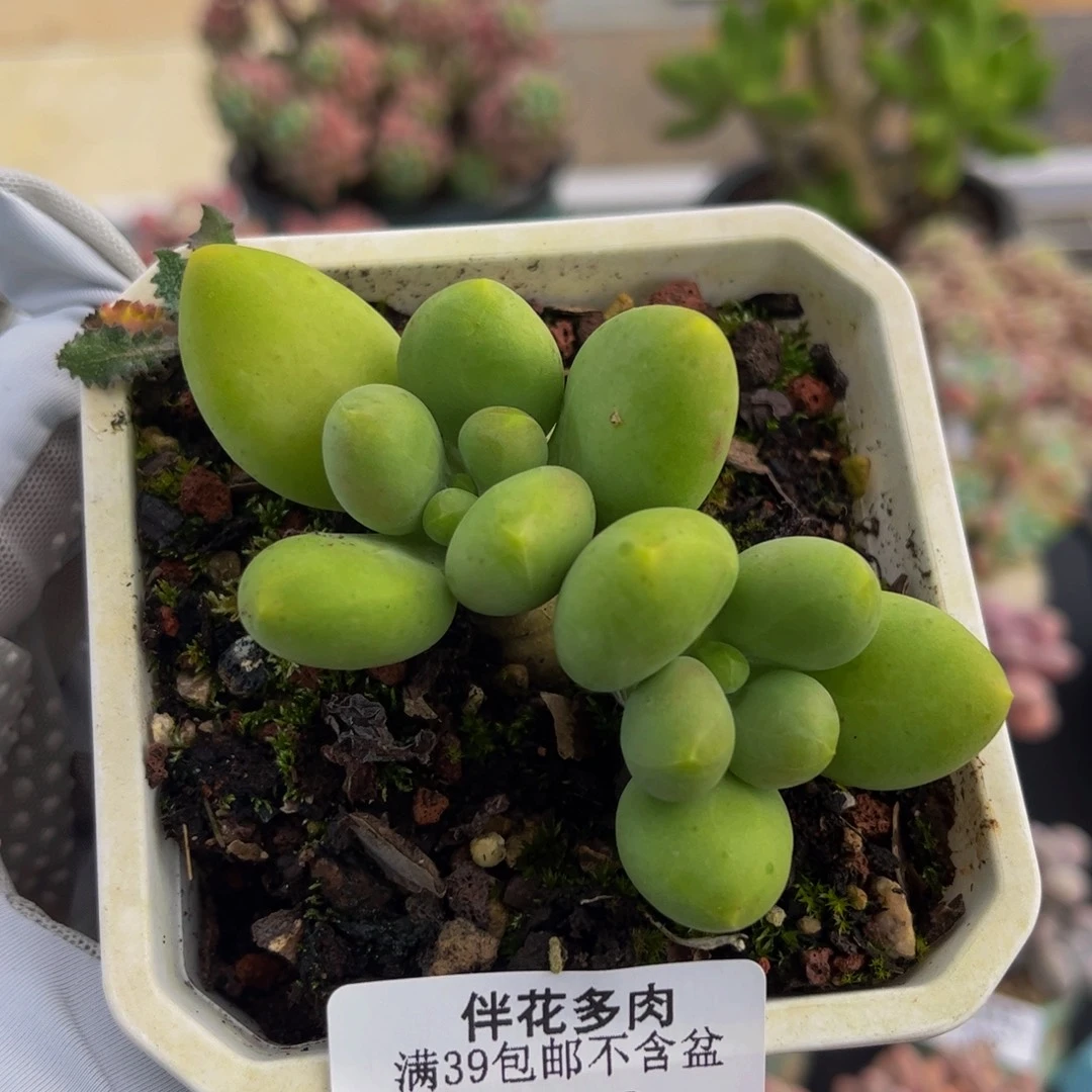 018-芒果奶多肉6cm