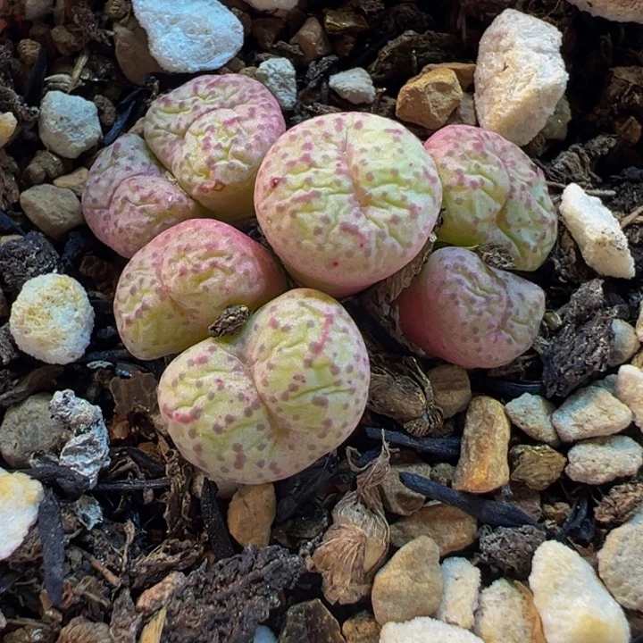 952多肉植物种类多样
