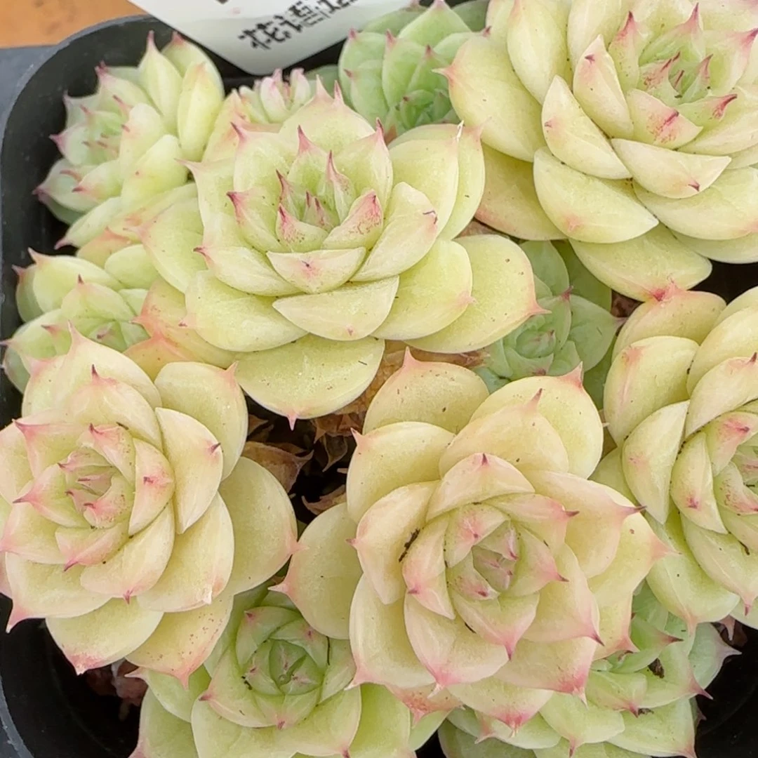 花语逸镜0204-197