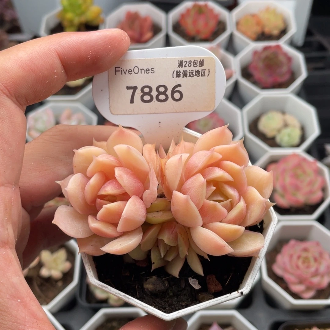 昂斯诺7886-7.5厘米