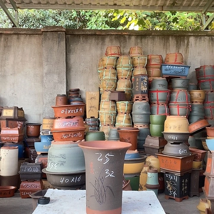 紫砂花盆盆栽植物花卉苗木种植