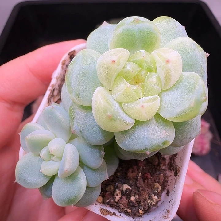蜜语财富双头福利