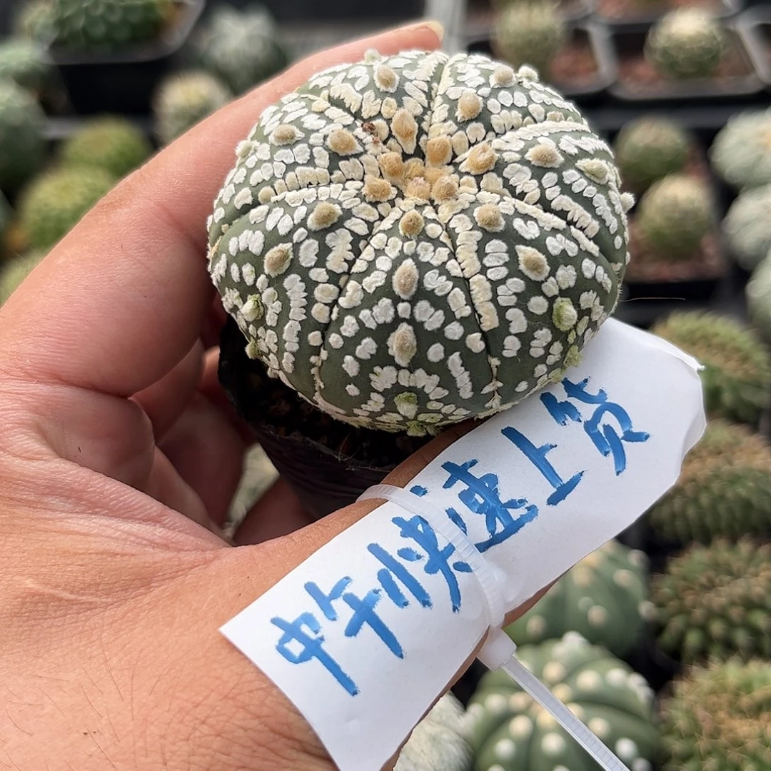 单头小超单头发货