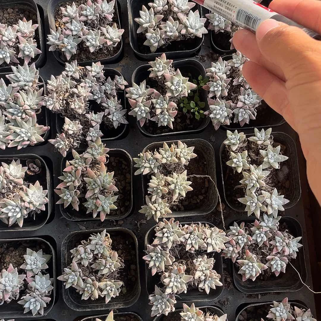 白菊6头起发货3颗一组
