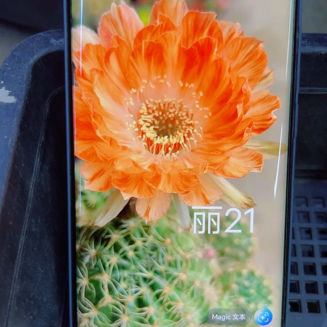 下57丽花柠檬香歪无根侧芽2一3公分左右20包邮