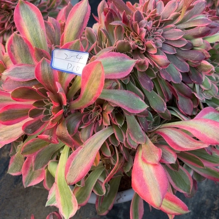 女神缀有瑕疵断枝不包10