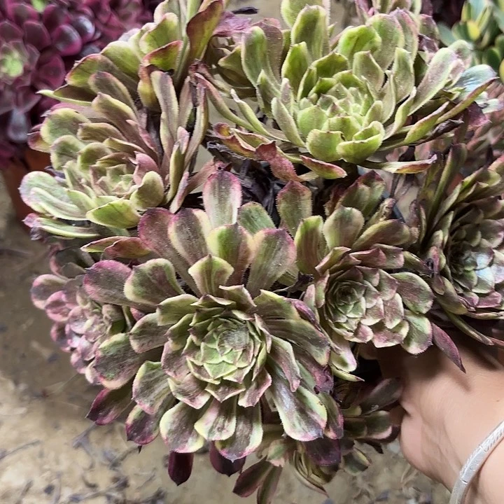 玫*多肉植物水墨画54