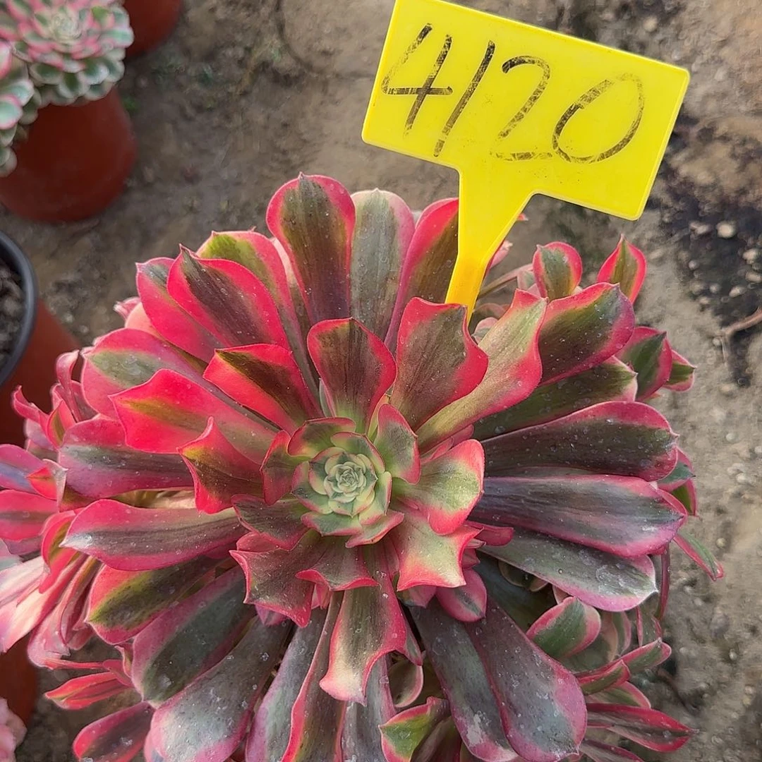 4120--桃夭多头多肉