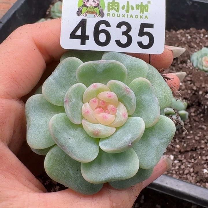 多肉植物多肉植物
