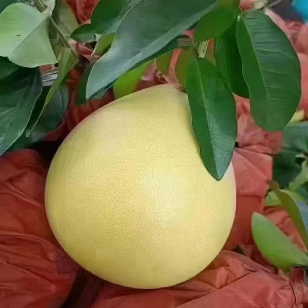 【乡村振兴】老树红心蜜柚重庆垫江红心蜜柚新鲜采摘皮薄多汁