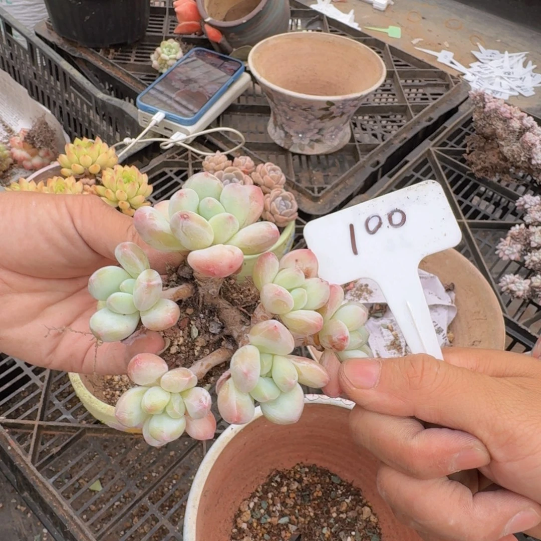 多肉植物的生长发育与